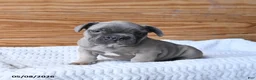 French Bulldog dogs for sale: Hershey - Ad 3