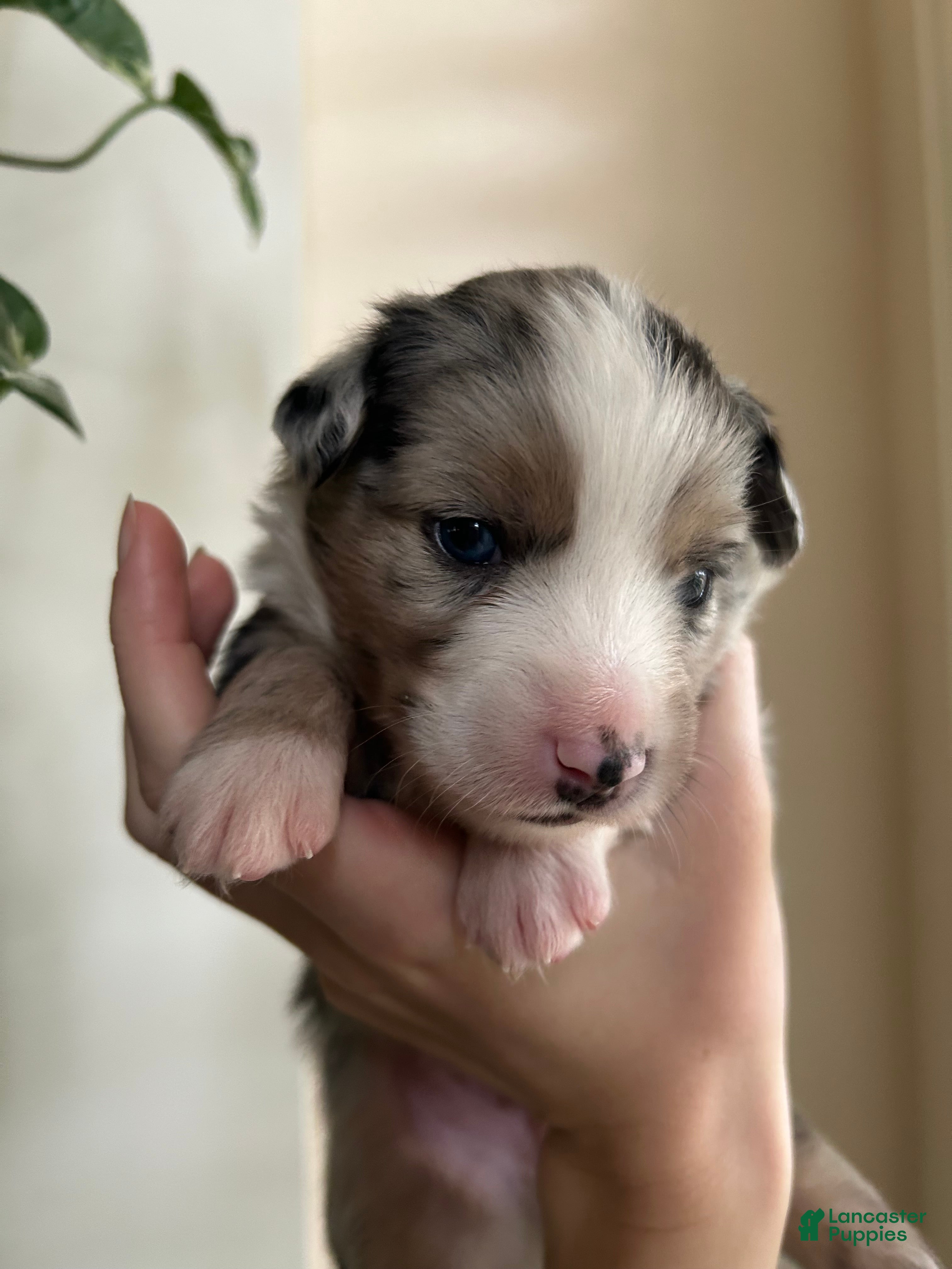 Miniature Australian Shepherd dogs Atlas - Ad 4