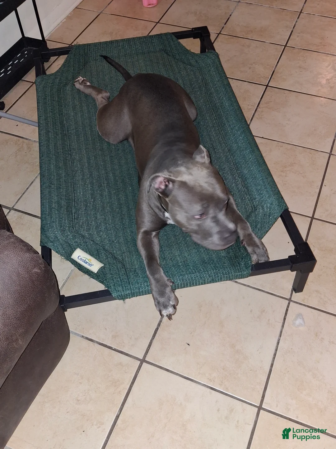 Mixed Breed dogs for sale: Mixed Breed Puppy 3 - Ad 3