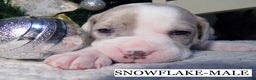 American Pit Bull Terrier dogs for sale: SNOWFLAKE  - Ad 2