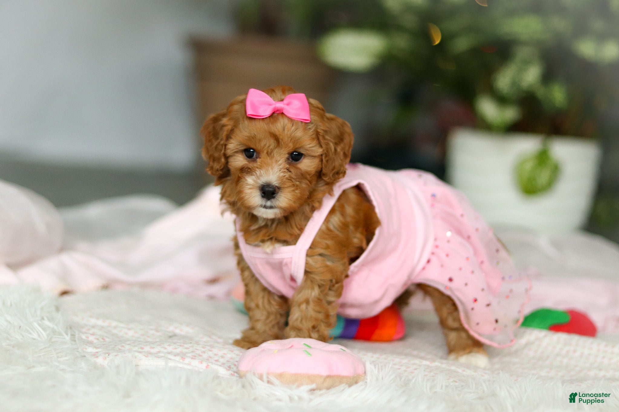 Cavapoo dogs Missy - Ad 11