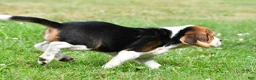 Beagle dogs for sale: Piper - Ad 8