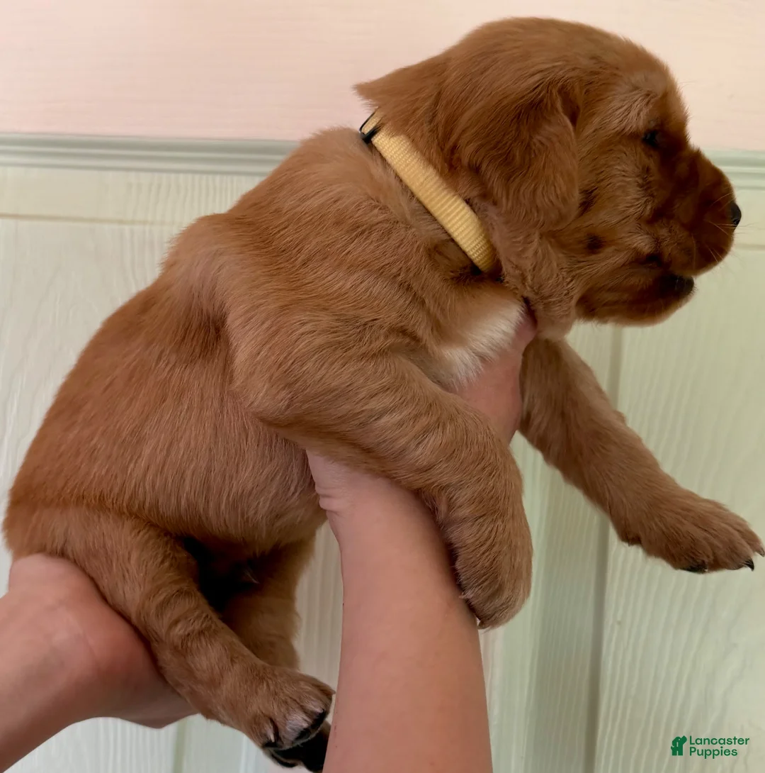 Golden Retriever dogs for sale: Yellow Boy - Ad 2