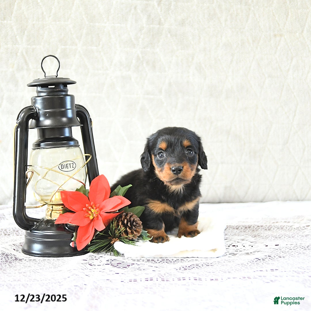 Miniature Dachshund dogs for sale: Milo - Ad 2
