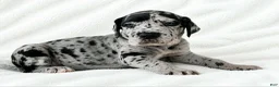 Great Dane dogs for sale: Sibley  - Ad 3