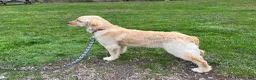 Goldendoodle dogs for sale: Onyx - Ad 8