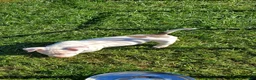 American Bully dogs for sale: American Bully 2 - Ad 17