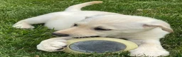 Mixed Breed dogs for sale: Mixed Breed 5 - Ad 4