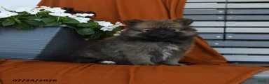 Snickers