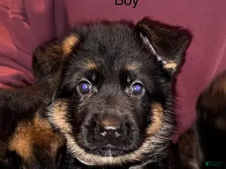 German Shepherd dogs German Shepherd Puppy 2 - Ad 15