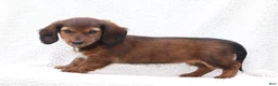 Miniature Dachshund dogs for sale: Petunia - Ad 3