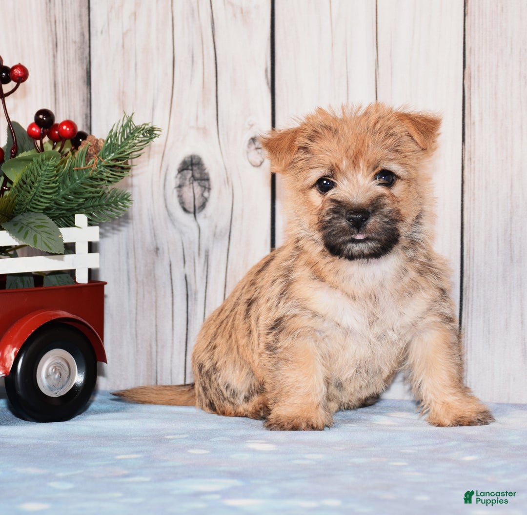 Cairn Terrier dogs for sale: Josie - Ad 1