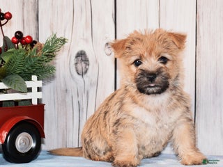 Cairn Terrier dogs Josie - Ad 3