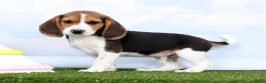 Georgie