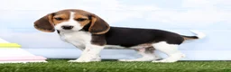 Beagle dogs for sale: Georgie - Ad 1