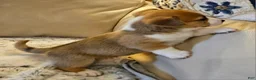 Mixed Breed dogs for sale: Apollo - Ad 6