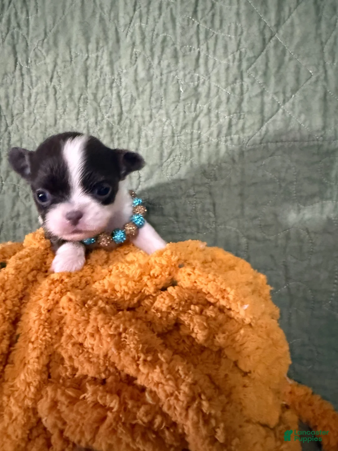 Chihuahua dogs for sale: Ivy - Ad 2
