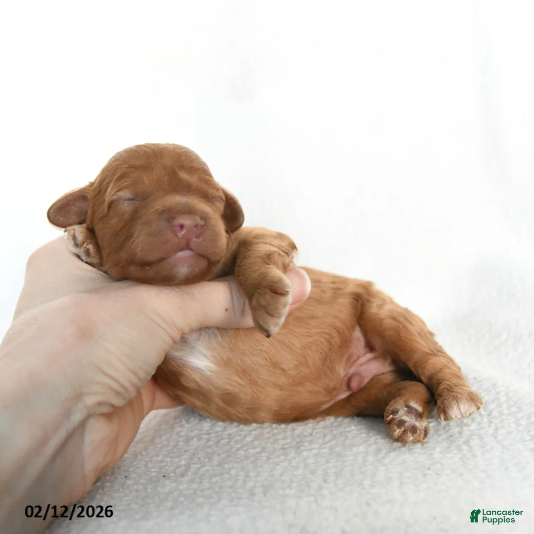 Cavapoo dogs for sale: Bailey - Ad 4