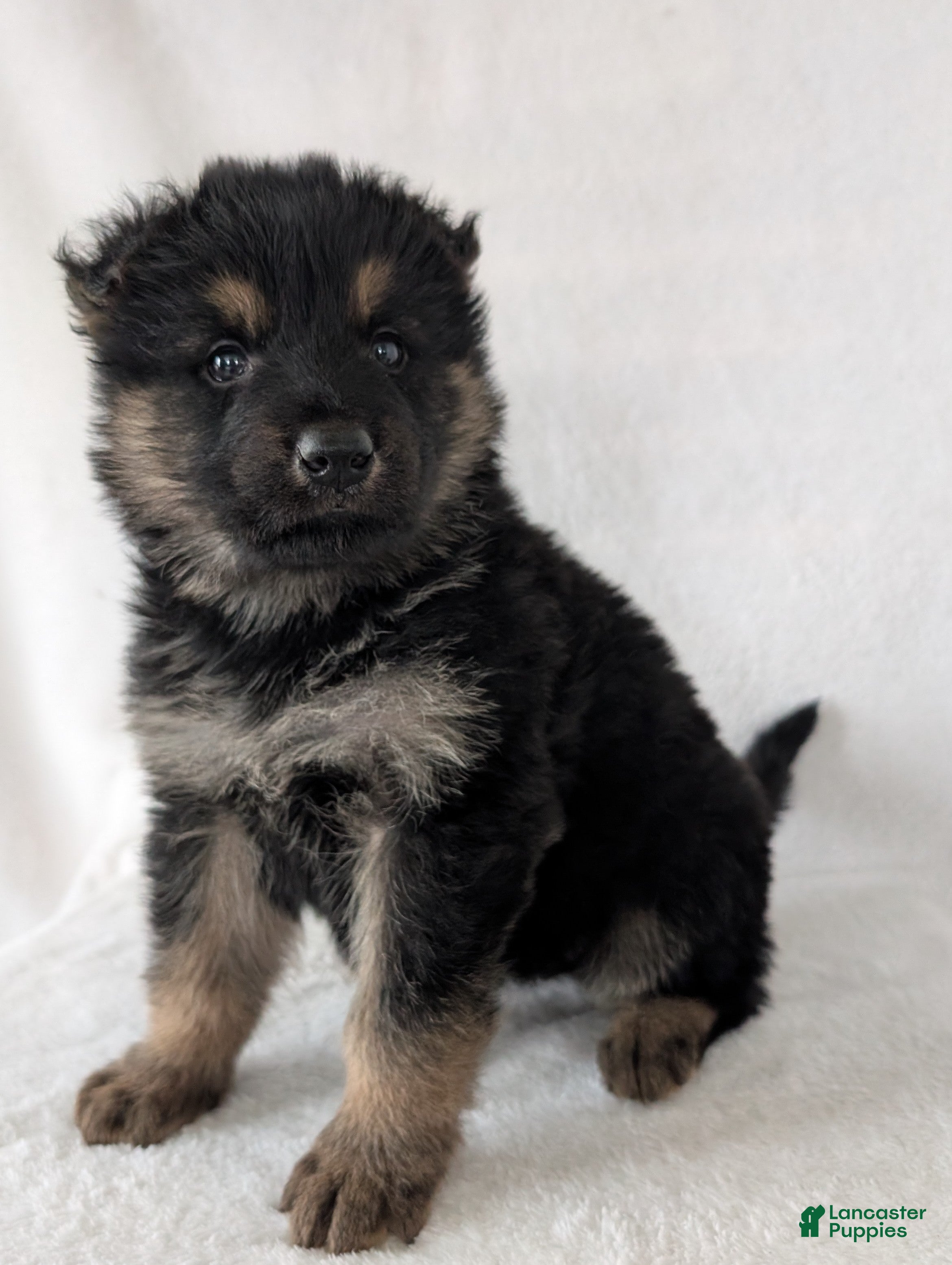 German Shepherd dogs Kenzie  - Ad 2