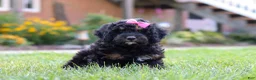 Bernedoodle dogs for sale: Paris - Ad 7