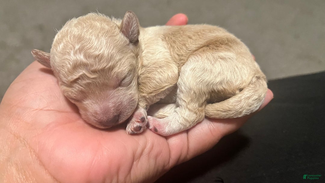 Bichpoo dogs for sale: Honey - Ad 1