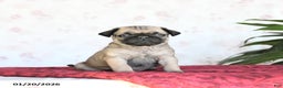 Pug dogs for sale: Twix - Ad 2