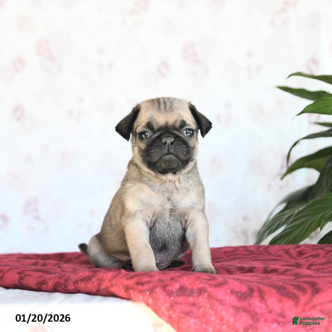 Pug dogs for sale: Twix - Ad 2