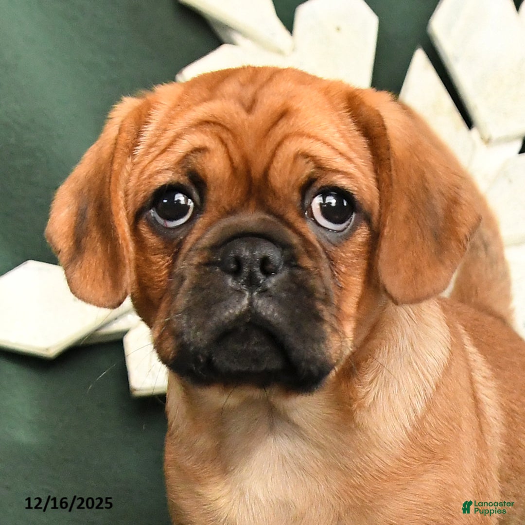 Mixed Breed dogs for sale: Rusty - Ad 4