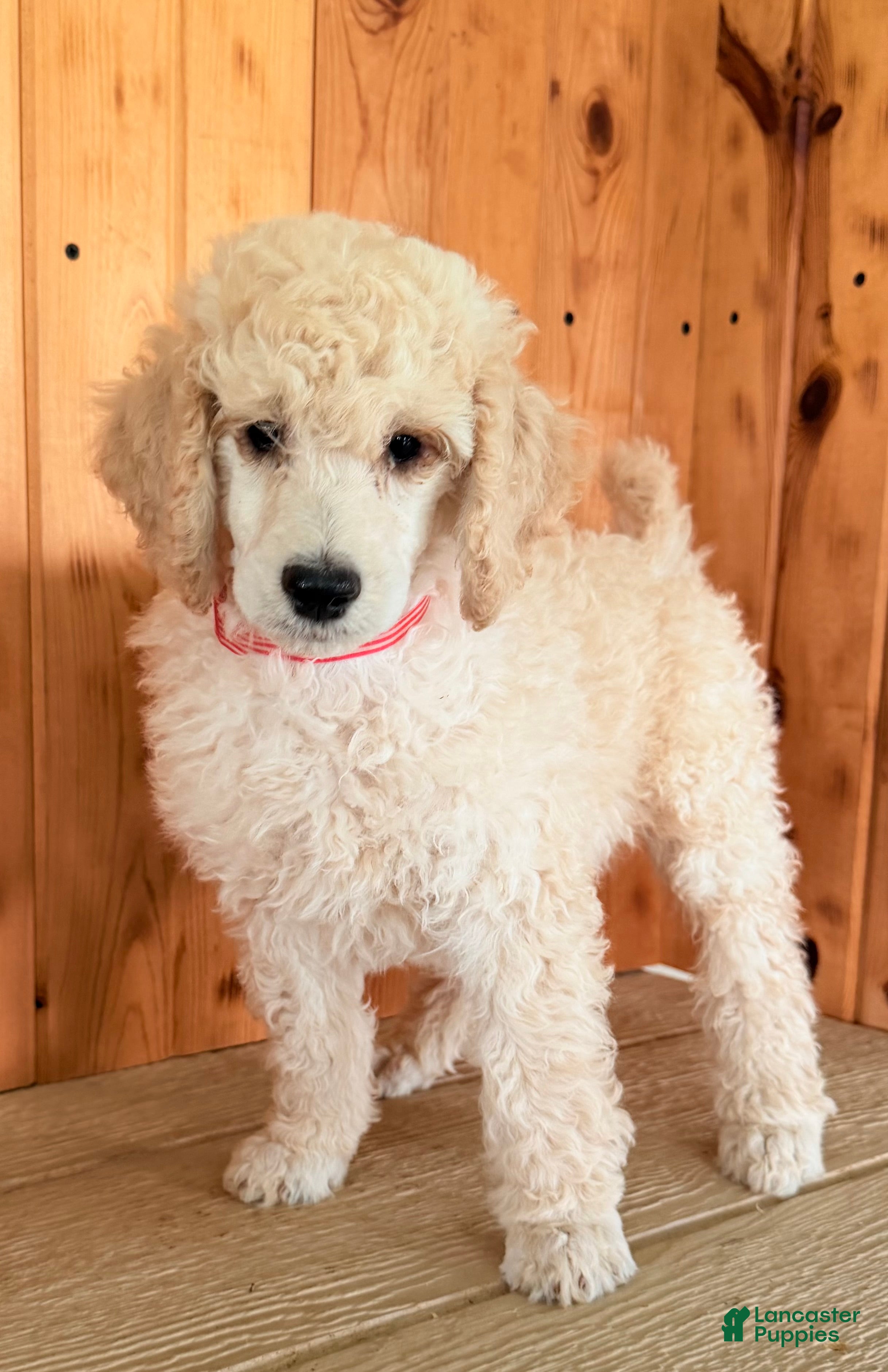 Standard Poodle dogs Snickers  - Ad 2