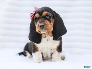Basset Hound dogs for sale: Ellie Purebred Basset Hound Pup - Ad 2