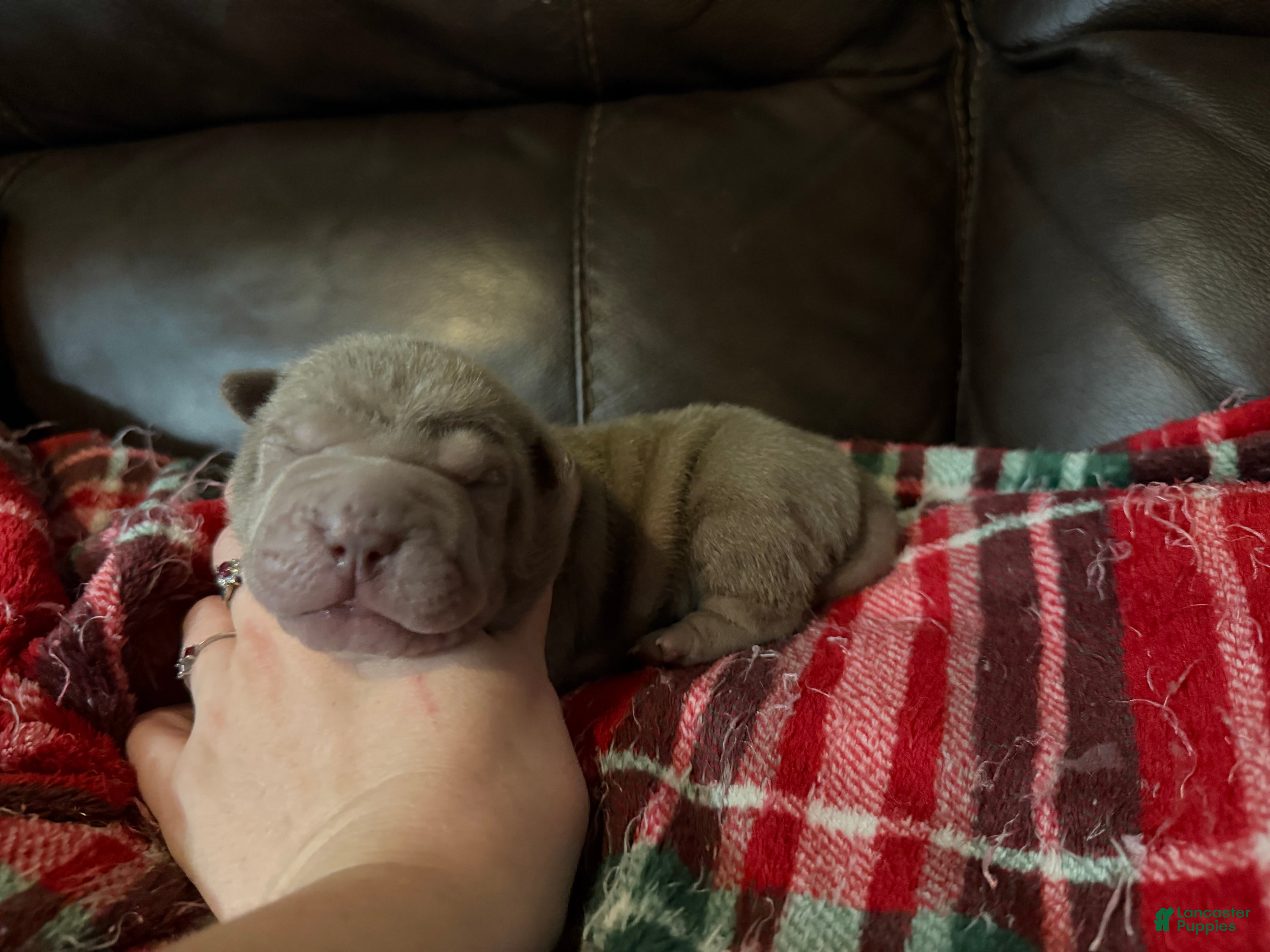 Shar Pei dogs Parker - Ad 2