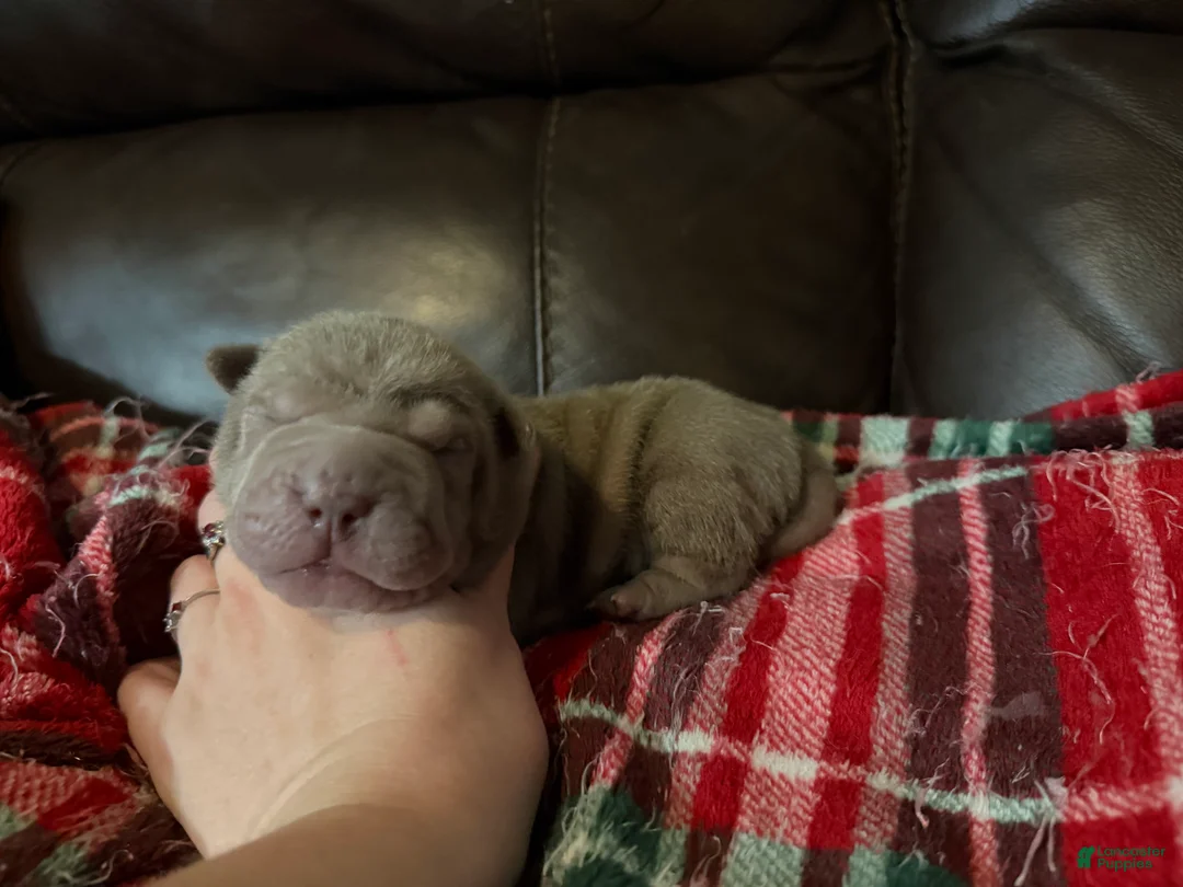 Shar Pei dogs for sale: Parker - Ad 2