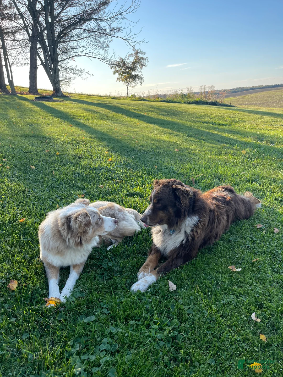 Australian Shepherd dogs for sale: Honey - Ad 14