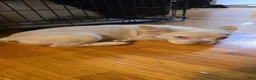 French Bulldog dogs for sale: French Bulldog 1 - Ad 3