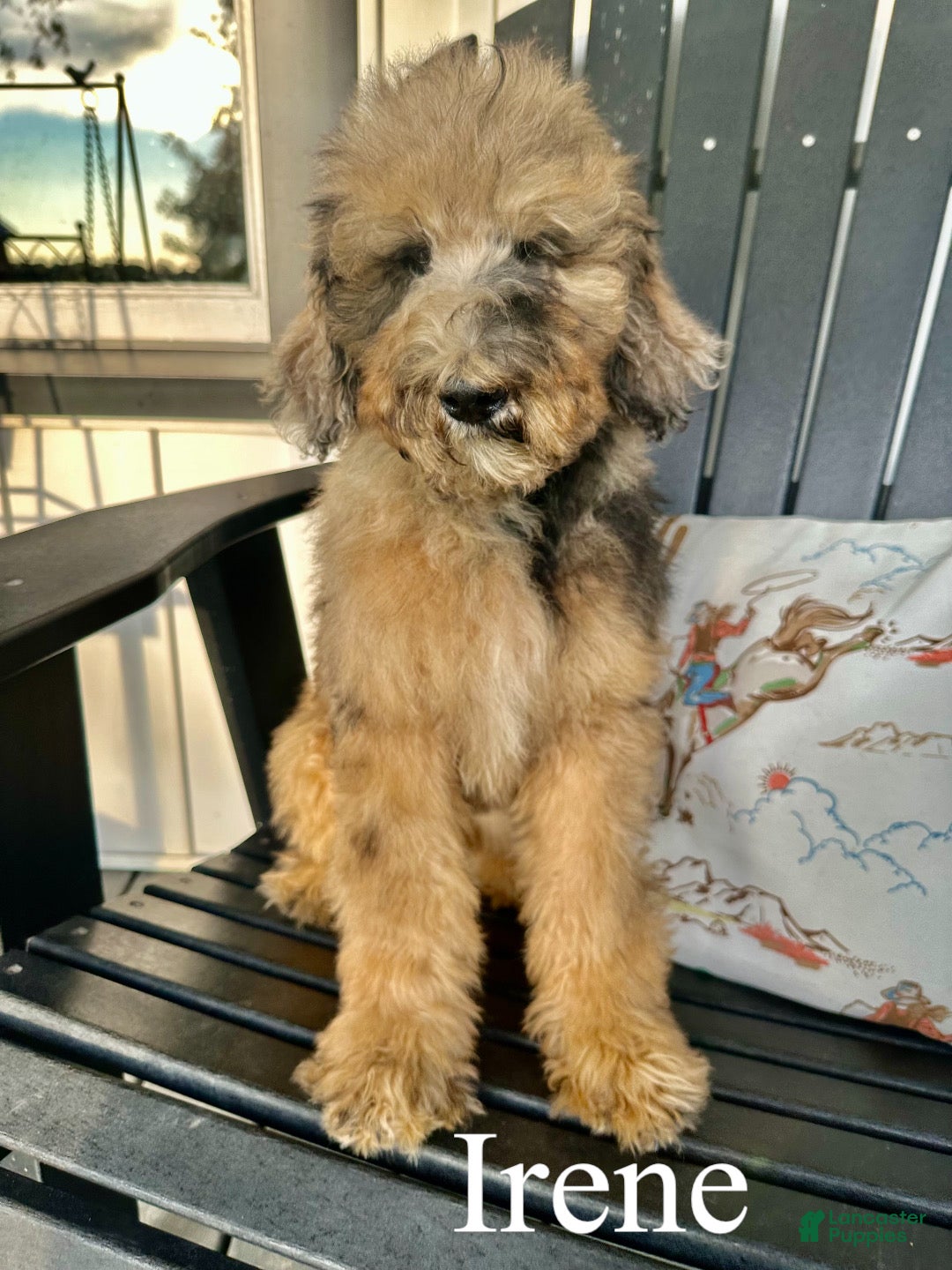 Standard Poodle dogs Irene - Ad 1
