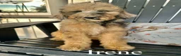Standard Poodle dogs for sale: Irene - Ad 1