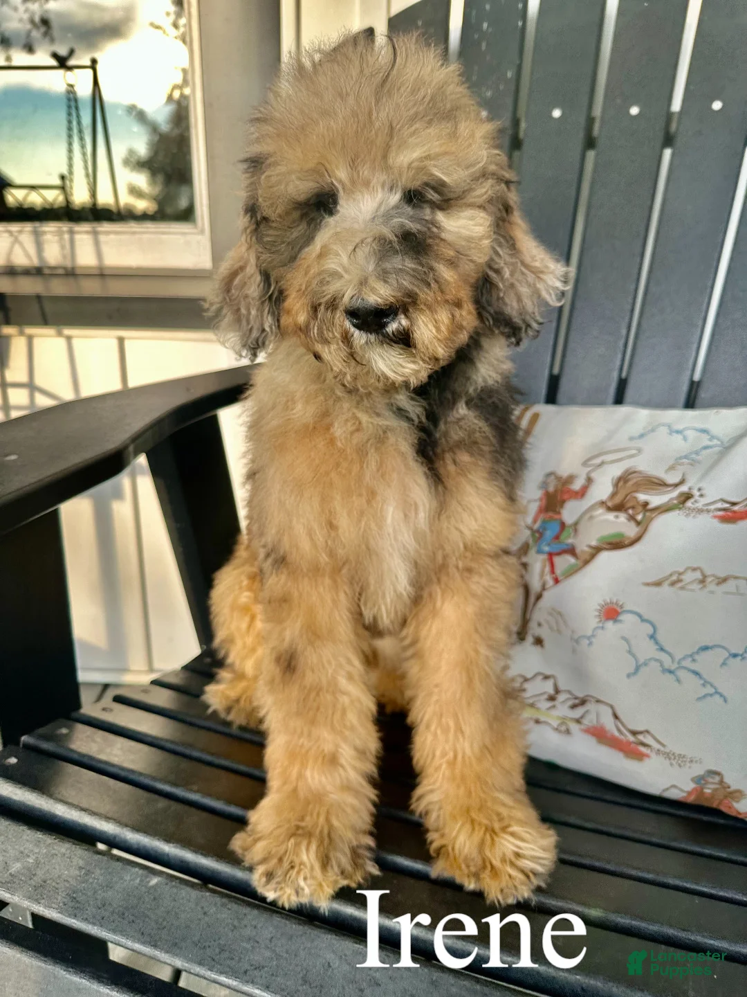 Standard Poodle dogs for sale: Irene - Ad 1