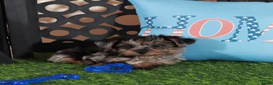 Burberry Merle Teacup Yorkie-poo