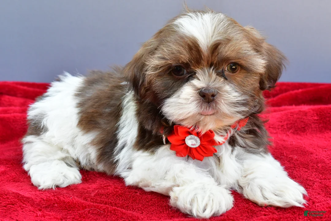 Shih Tzu dogs for sale: Sophie - Ad 1