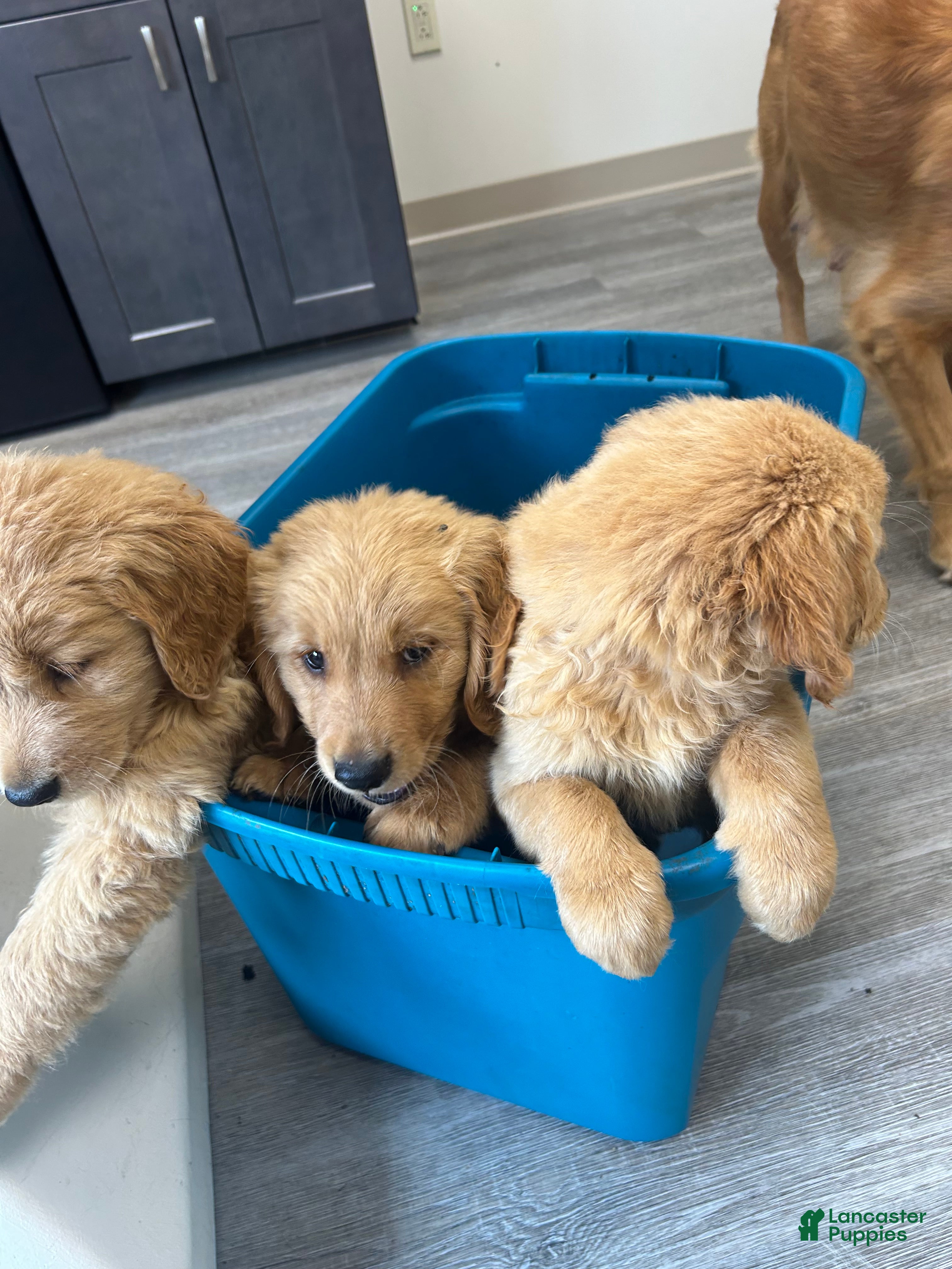 Golden Retriever dogs Golden Retriever 1 - Ad 1