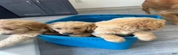Golden Retriever dogs for sale: Golden Retriever 1 - Ad 1