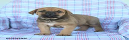 Cane Corso dogs for sale: Andy - Ad 2