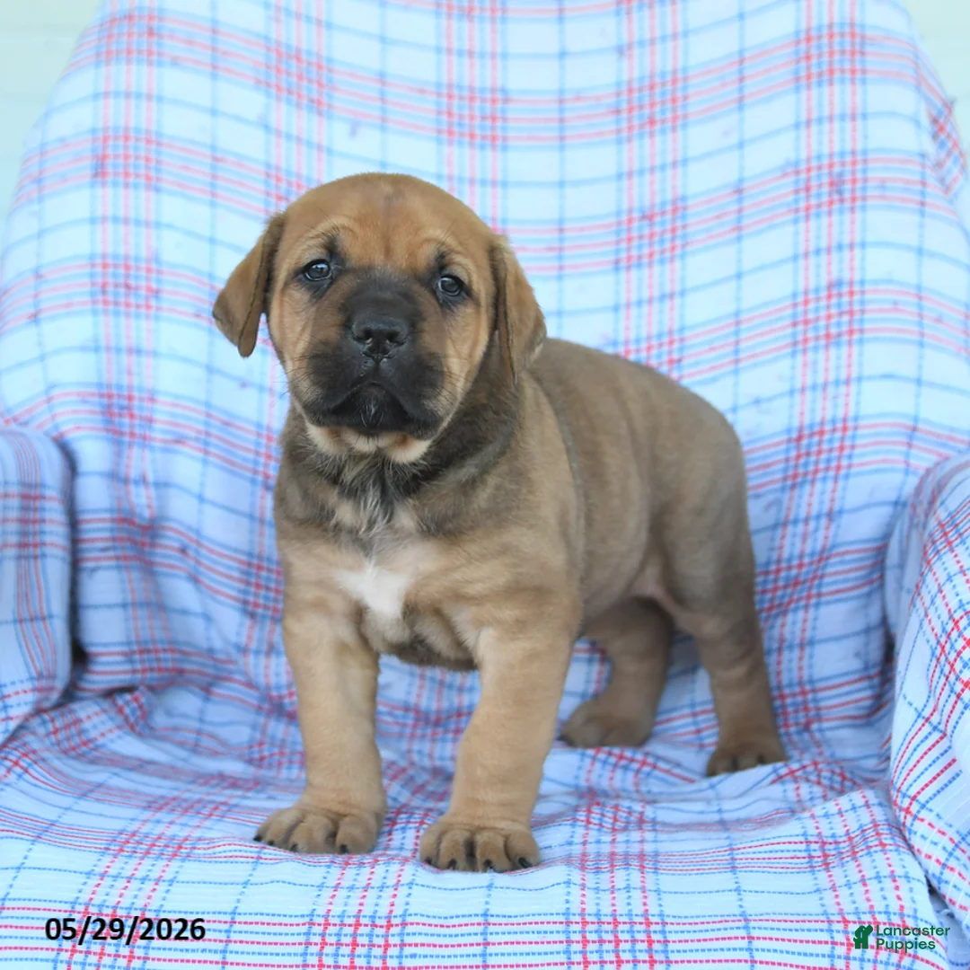 Cane Corso dogs for sale: Andy - Ad 2
