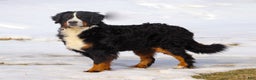 Bernese Mountain Dog dogs for sale: Katy - Ad 10