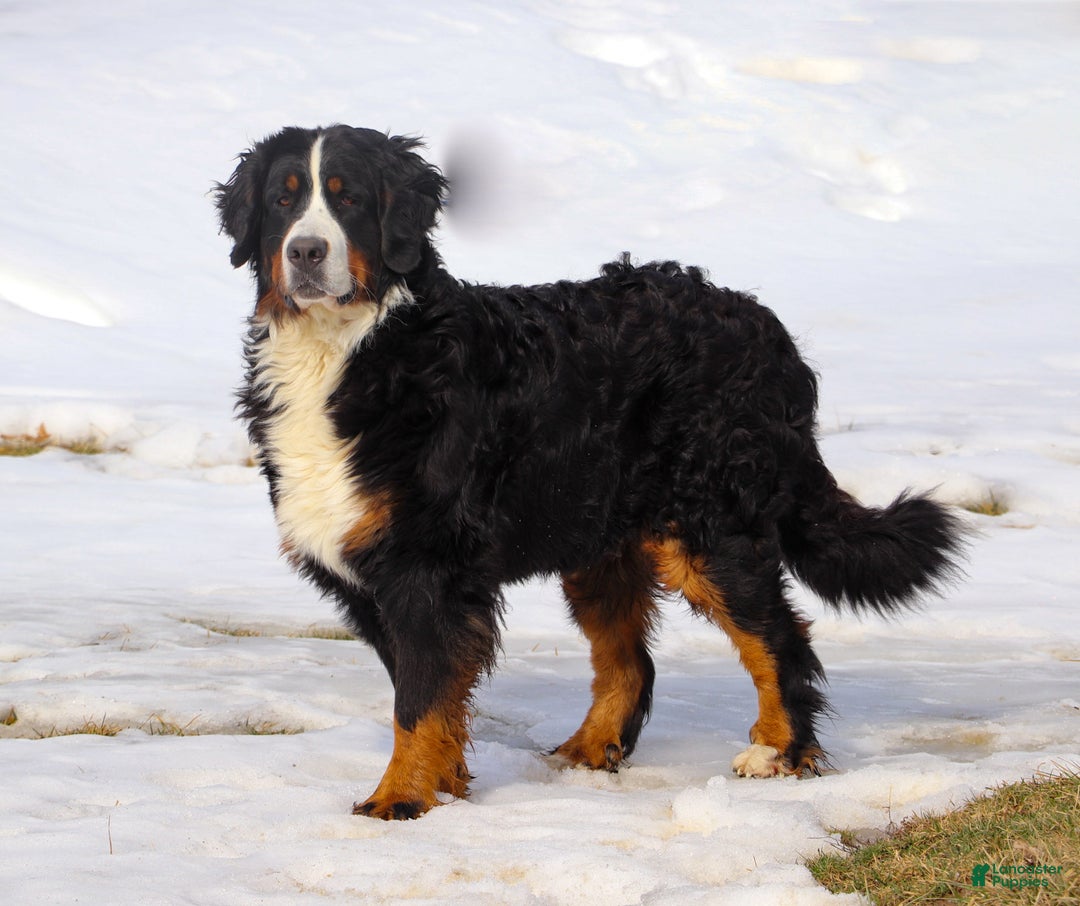 Bernese Mountain Dog dogs for sale: Katy - Ad 10