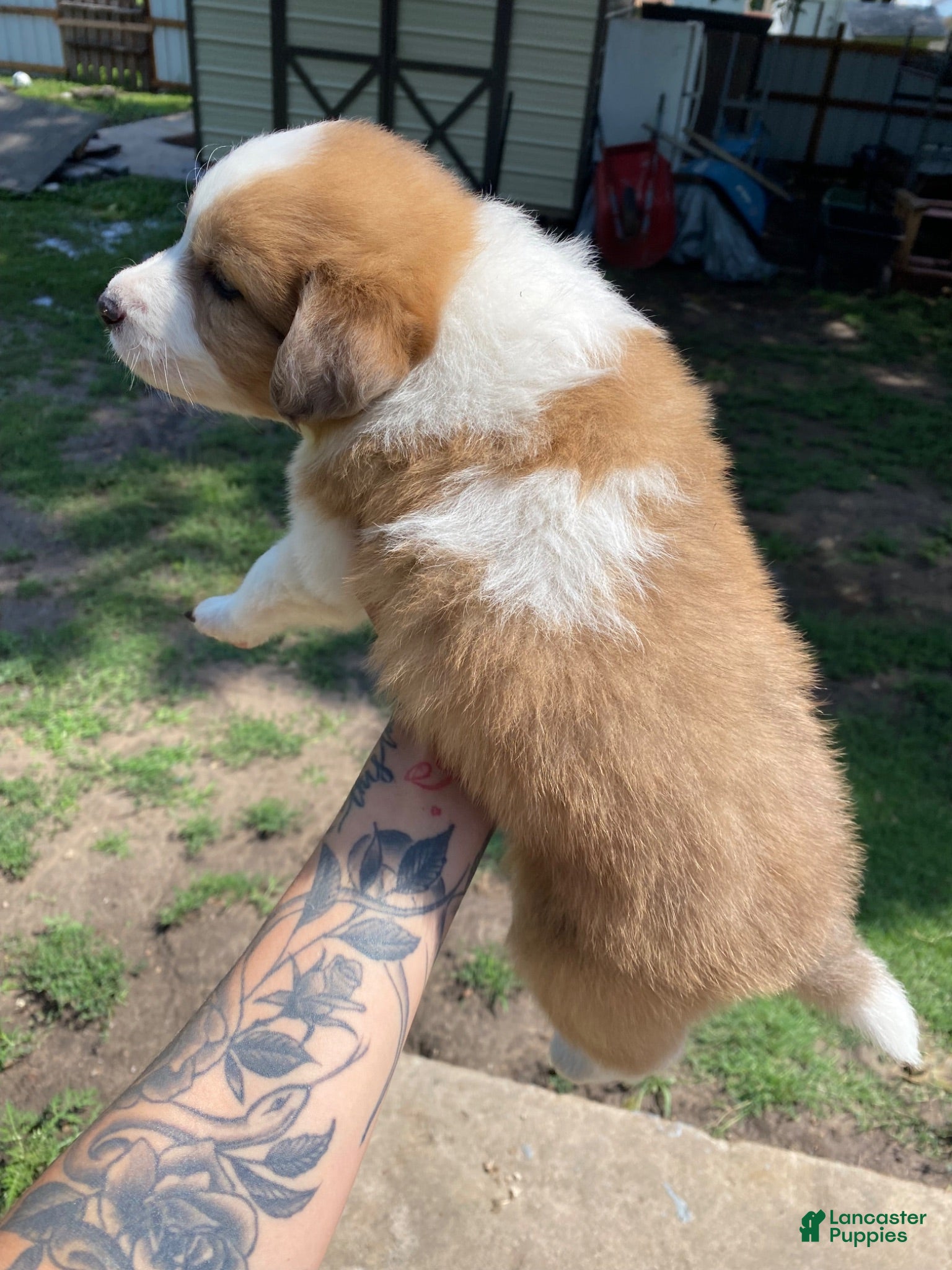 Mixed Breed dogs Hazel - Ad 2