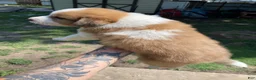 Mixed Breed dogs for sale: Hazel - Ad 2
