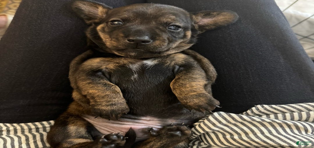 Gallery Image {{count}}