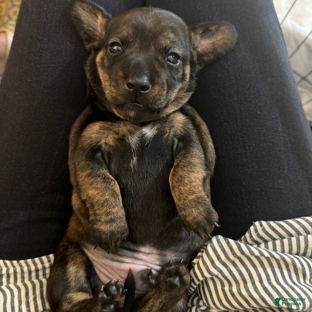 Gallery Image {{count}}