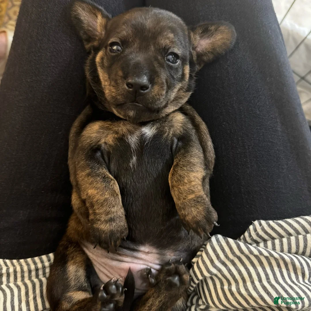 Gallery Image {{count}}